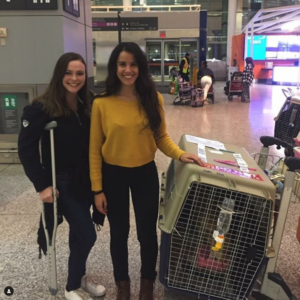 Bianca Del Bois rescuing a dog from abroad